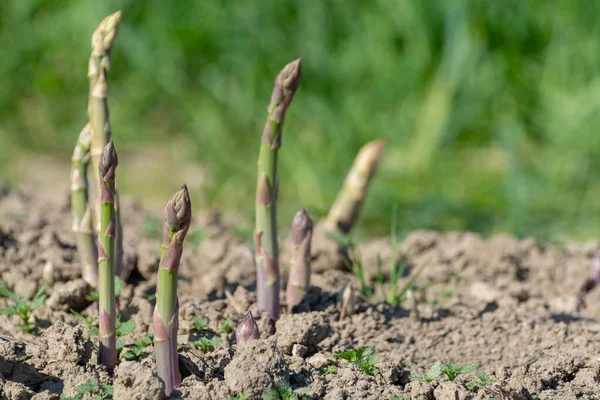 Reifer Grüner Bio Spargel Der Auf Dem Feld Der Bauern — Stockfoto