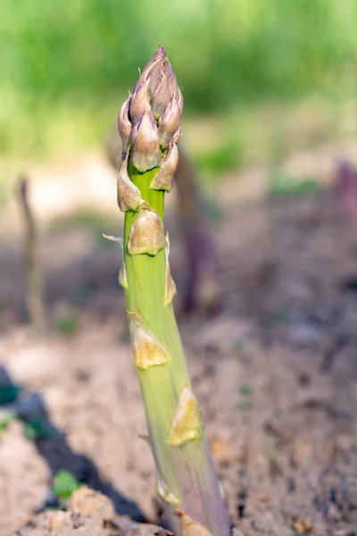 Les Asperges Vertes Biologiques Mûres Poussent Sur Les Champs Des — Photo