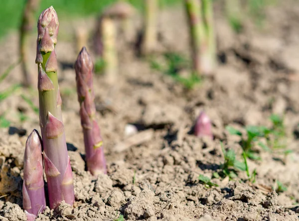 Green Asparagus Sprouts Growing Bio Farm Field Limburg Belgium — Stock Photo, Image