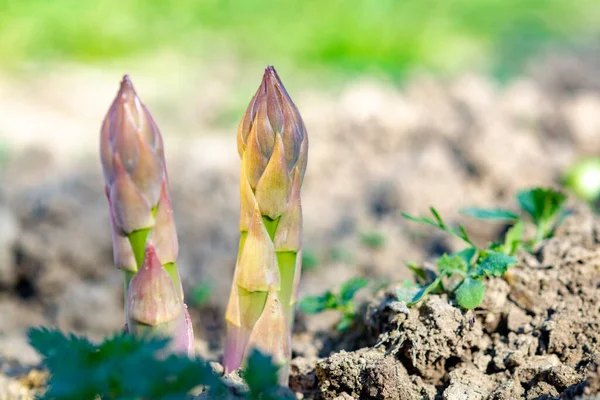 Les Asperges Vertes Biologiques Mûres Poussent Sur Les Champs Des — Photo