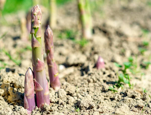 Reifer Grüner Bio Spargel Der Auf Dem Feld Der Bauern — Stockfoto