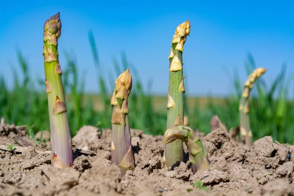 Olgun Organik Yeşil Kuşkonmaz Çiftçi Tarlasında Yetişiyor Hasat Etmeye Hazır — Stok fotoğraf