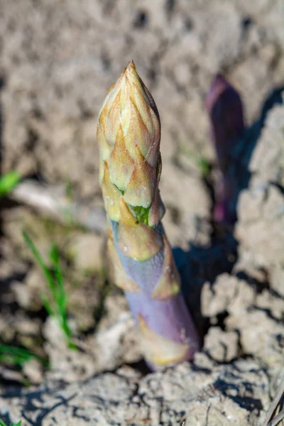 Maturare Gli Asparagi Verdi Biologici Che Crescono Sul Campo Degli — Foto Stock