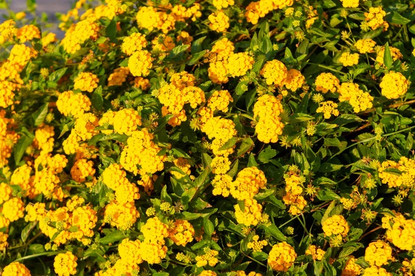 Lantana Camara Grandes Flores Laranja Sábio Fechar — Fotografia de Stock