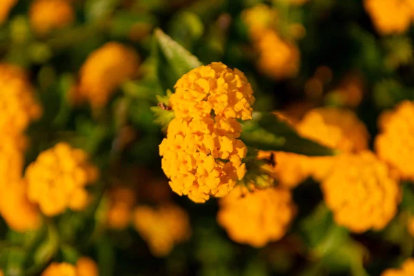 Lantana Camara Grandes Fleurs Orange Sauge Gros Plan — Photo