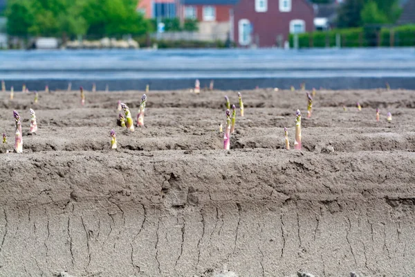 Nieuw Oogstseizoen Aspergegroentevelden Witte Paarse Asperges Landbouwbedrijf Landbouw Nederland — Stockfoto