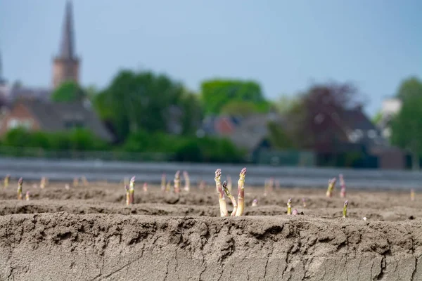 Neue Erntezeit Auf Spargelgemüsefeldern Weißer Und Lila Spargel Auf Bauernhof — Stockfoto