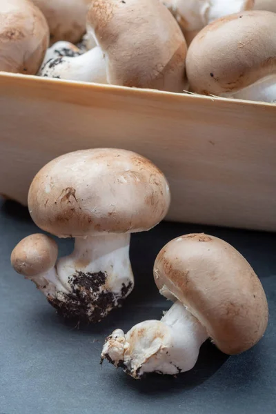 比利时地下洞穴中新鲜的有机栗子香菇 — 图库照片