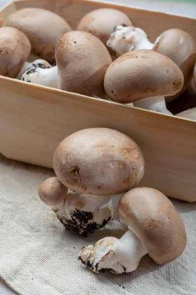 Fresh Organic Brown Chestnut Champignons Mushrooms Foot Underground Caves Belgium — Stock Photo, Image