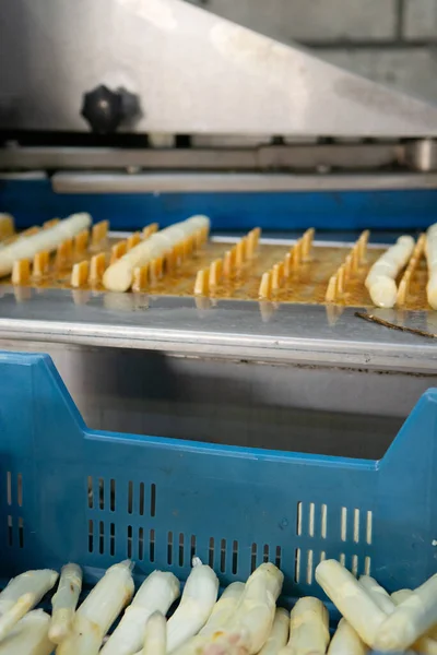 stock image Industrial processing of organic white asparagus vegetable on agricultural farm in Netherlands, washing, peeling, sorting and packing for delivery