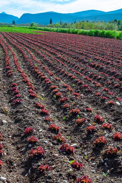 Farm Felt Med Rækker Unge Friske Grønne Salat Salat Planter - Stock-foto