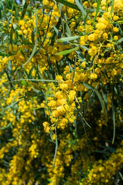Flor Primavera Acacia Dealbata Amarelo Árvore Mimosa Grécia Close Fundo — Fotografia de Stock