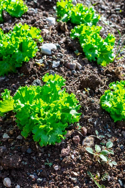 Farmářské Pole Řadami Čerstvě Zelených Salátových Salátových Rostlin Rostoucích Venku — Stock fotografie