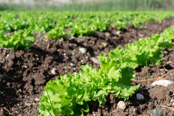 Campo Fazenda Com Fileiras Plantas Jovens Salada Verde Fresca Que — Fotografia de Stock