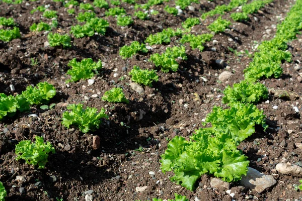 Campo Granja Con Filas Plantas Jóvenes Lechuga Ensalada Verde Fresca — Foto de Stock