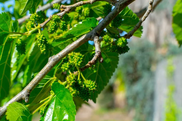 Young Green Unripe Mulberry Berries Riping Tree Spring — Stock Photo, Image