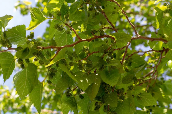 Giovane Bacche Gelso Immature Verdi Che Maturano Sull Albero Primavera — Foto Stock