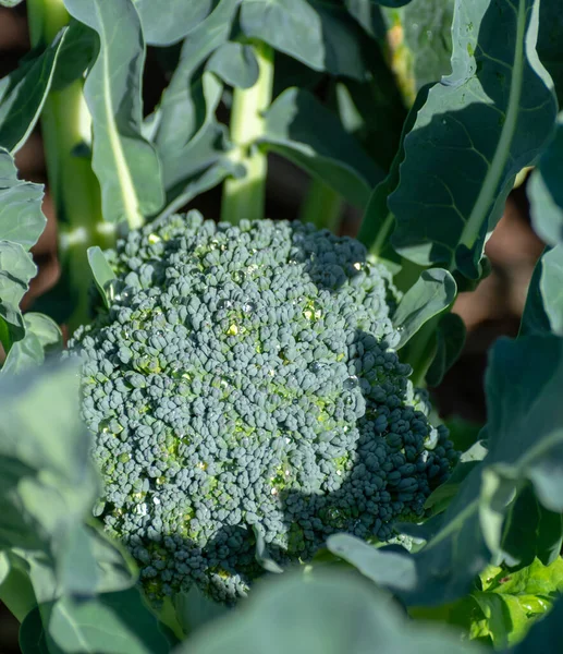 Campo Granja Con Filas Plantas Jóvenes Col Brócoli Verde Fresco — Foto de Stock