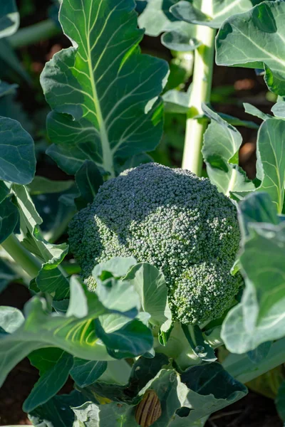 Farm Fält Med Rader Unga Färska Gröna Broccoli Kål Växter — Stockfoto