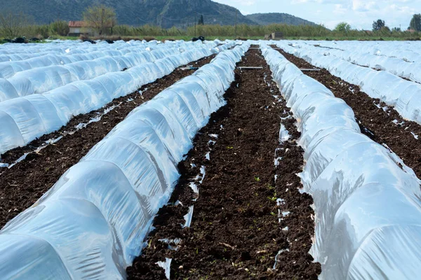 Landwirtschaft Griechenland Reihen Kleiner Gewächshäuser Mit Plastikfolie Bedeckt Denen Frühling — Stockfoto