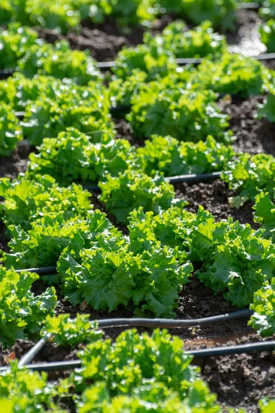 Campo Fazenda Com Fileiras Plantas Jovens Salada Verde Fresca Que — Fotografia de Stock