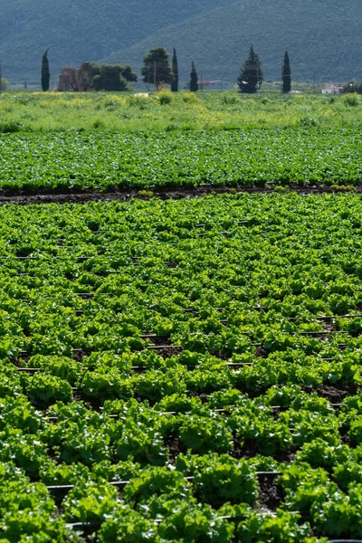 希腊的农田 在希腊的农业中 在希腊的阳光下生长着一排排新鲜的绿色沙拉生菜 — 图库照片