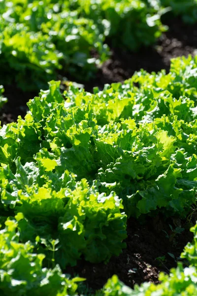 Campo Fazenda Com Fileiras Plantas Jovens Salada Verde Fresca Que — Fotografia de Stock