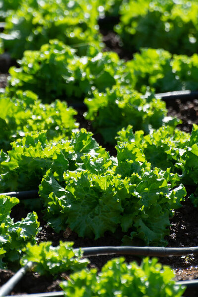 Farm field with rows of young fresh green salad lettuce plants growing outside under greek sun, agriculture in Greece.