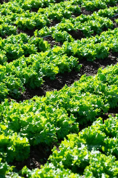 Campo Fazenda Com Fileiras Plantas Jovens Salada Verde Fresca Que — Fotografia de Stock