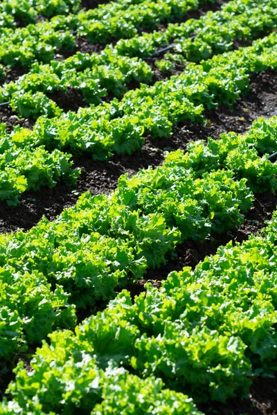Campo Fazenda Com Fileiras Plantas Jovens Salada Verde Fresca Que — Fotografia de Stock