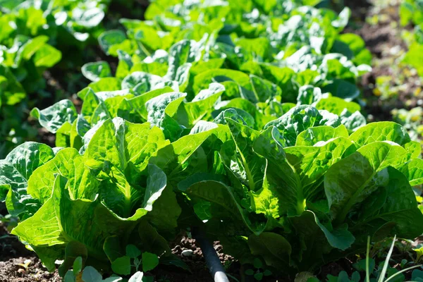 Yunan güneşinin altında yetişen taze yeşil salata bitkileriyle dolu tarla, Yunanistan 'da tarım.