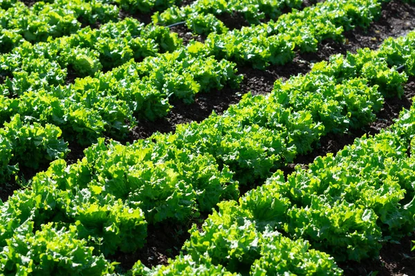 Yunan Güneşinin Altında Yetişen Taze Yeşil Salata Bitkileriyle Dolu Tarla — Stok fotoğraf