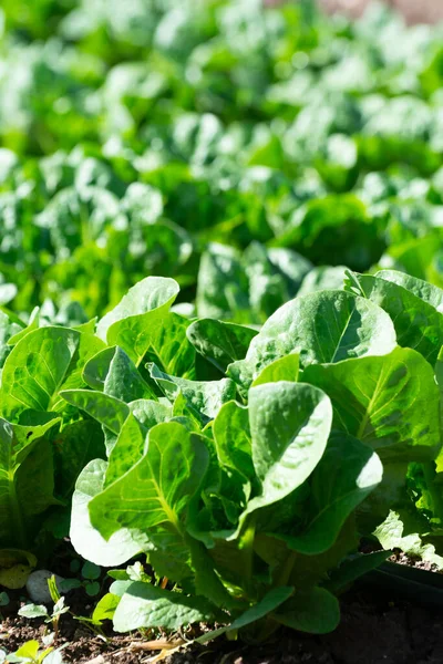 Campo Fazenda Com Fileiras Plantas Jovens Alface Romaine Verde Fresco — Fotografia de Stock