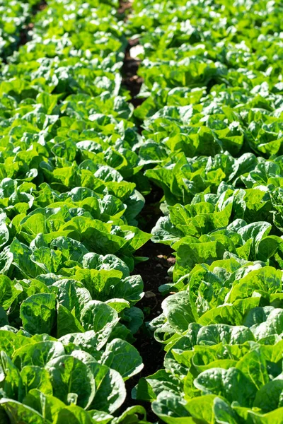 Bauernhof Mit Reihen Junger Frischer Salatpflanzen Die Draußen Unter Griechischer — Stockfoto