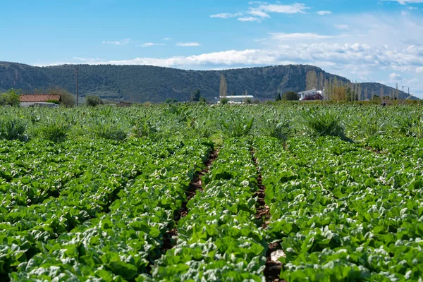 Campo Granja Con Filas Plantas Jóvenes Lechuga Ensalada Verde Fresca — Foto de Stock