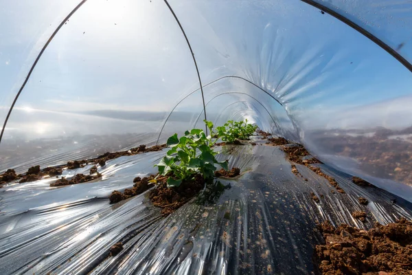 Landwirtschaft Griechenland Reihen Kleiner Gewächshäuser Mit Plastikfolie Bedeckt Denen Frühling — Stockfoto