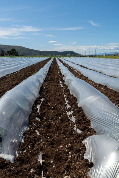 Landwirtschaft Griechenland Reihen Kleiner Gewächshäuser Mit Plastikfolie Bedeckt Denen Frühling — Stockfoto