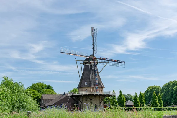Nederlandse Graanmolen Maïsveld Met Blauwe Bloemen Zomer Oerle Nederland — Stockfoto