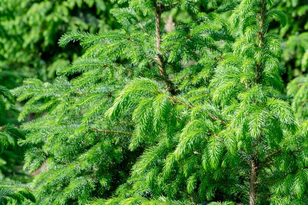 유럽에 고품질의 크리스마스 트리가 노르드만 전나무가 — 스톡 사진
