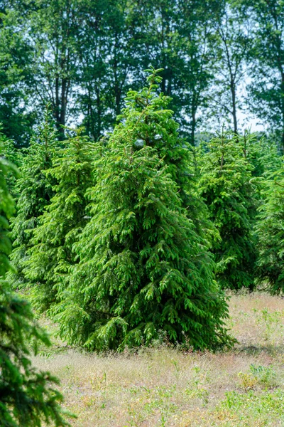 유럽에 고품질의 크리스마스 트리가 노르드만 전나무가 — 스톡 사진