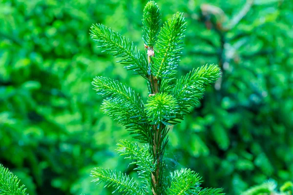 Hintergrund Mit Hochwertigen Weihnachtsbäumen Grüner Nordmanntanne Nahaufnahme — Stockfoto