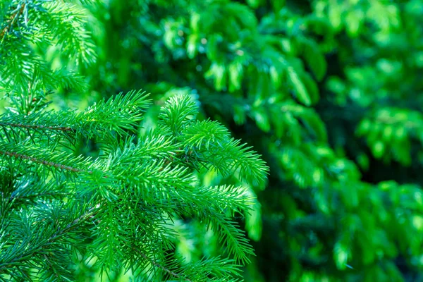 Bakgrund Med Hög Kvalitet Julgranar Grön Nordmann Gran Närbild — Stockfoto