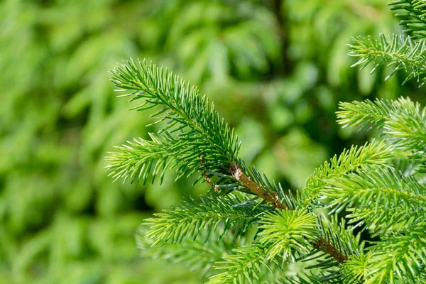 Fondo Con Árboles Navidad Alta Calidad Abeto Verde Nordmann Primer — Foto de Stock