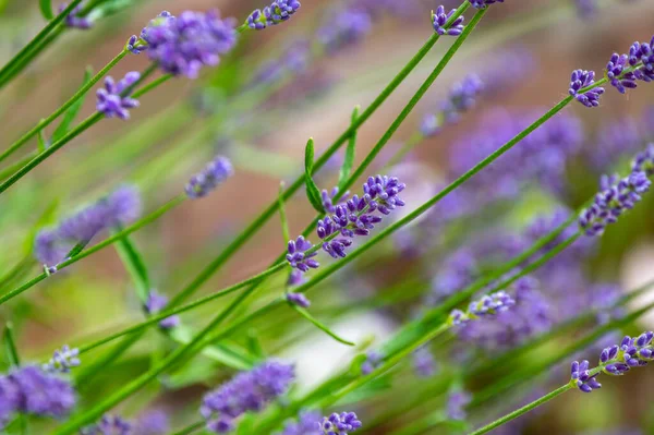 Flor Verão Flores Lavanda Roxa Fechar — Fotografia de Stock