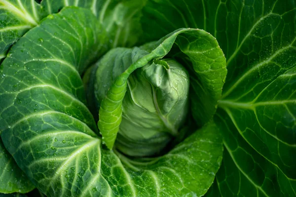 Bahçede büyüyen beyaz lahana kafası. Yakın plan, doğa arka plan.