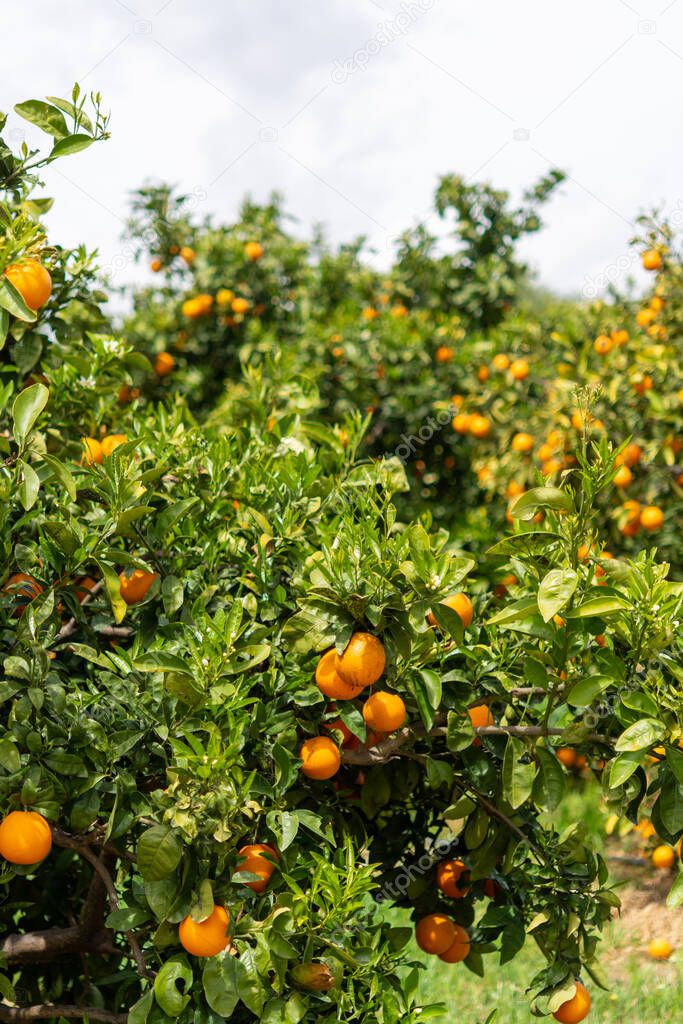 Orange citrus fruit plantations with rows of orange trees on Peloponnese, Greece, new harvest of sweet juicy oranges