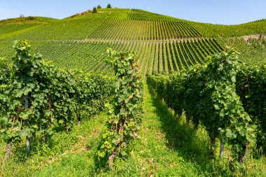 Mosel Nehri Vadisi, Almanya 'da ünlü yeşil teraslı üzüm bağları, kaliteli beyaz ve kırmızı şarap üretimi, dalgalanan