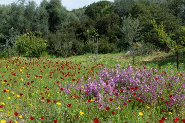 Bahar rengarenk çiçek arkaplanı, yabani ve kırmızı gelincik çiçekleri açan çayır, Nisan ayında Mora, Yunanistan