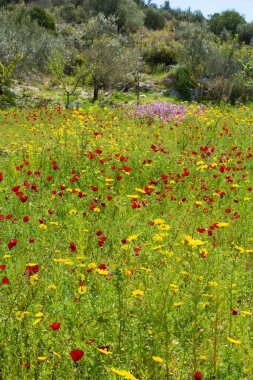Bahar rengarenk çiçek arkaplanı, yabani ve kırmızı gelincik çiçekleri açan çayır, Nisan ayında Mora, Yunanistan