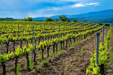 Fransa 'nın güneyinde, Luberon, Provence' deki küçük Lacoste kasabası yakınlarında gül, kırmızı ve beyaz şarap üretimi yaz başında bağda yapılıyor.